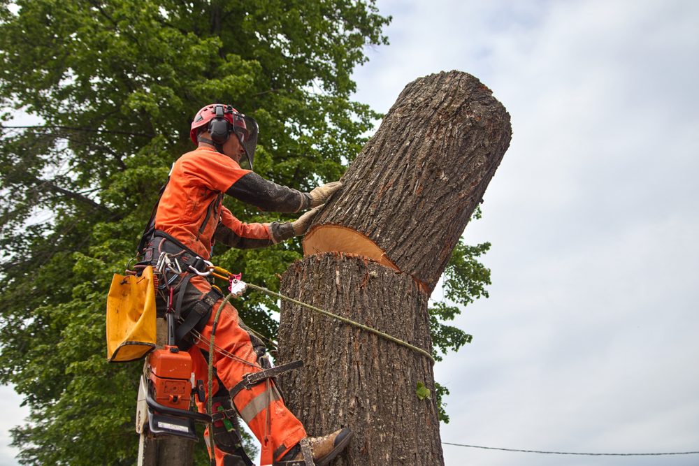 Fairfax tree service