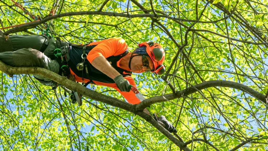 tree pruning Fairfax