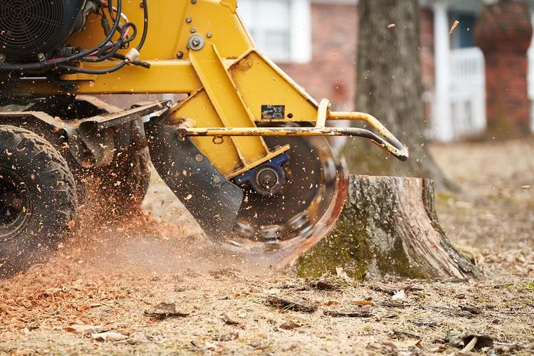 Fairfax stump removal