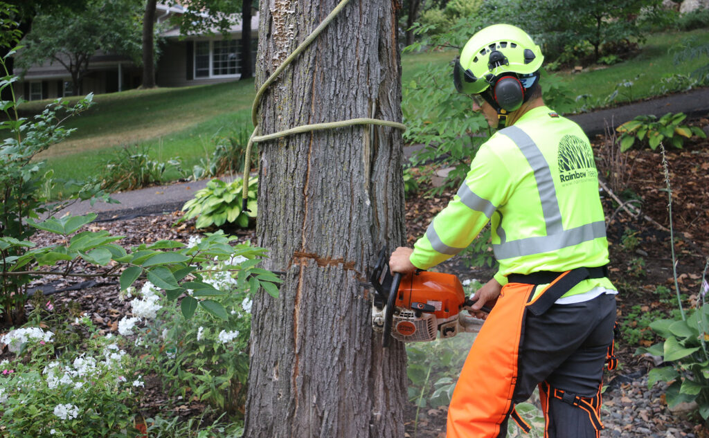 Fairfax Emergency tree removal