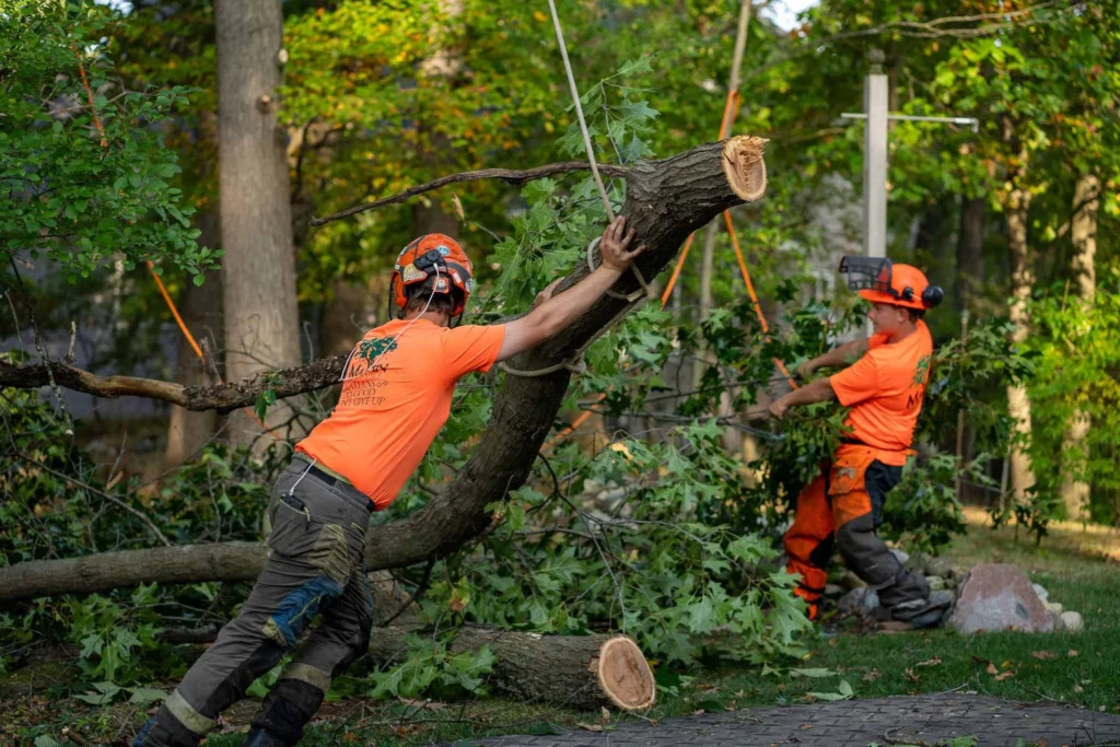 Tree trimming Fairfax